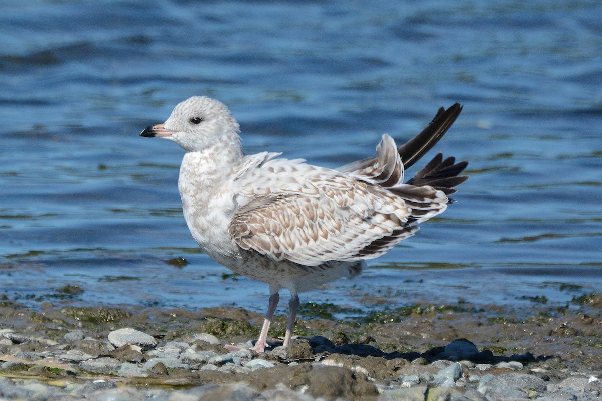 Ring-billed Gull - Kim  Beardmore