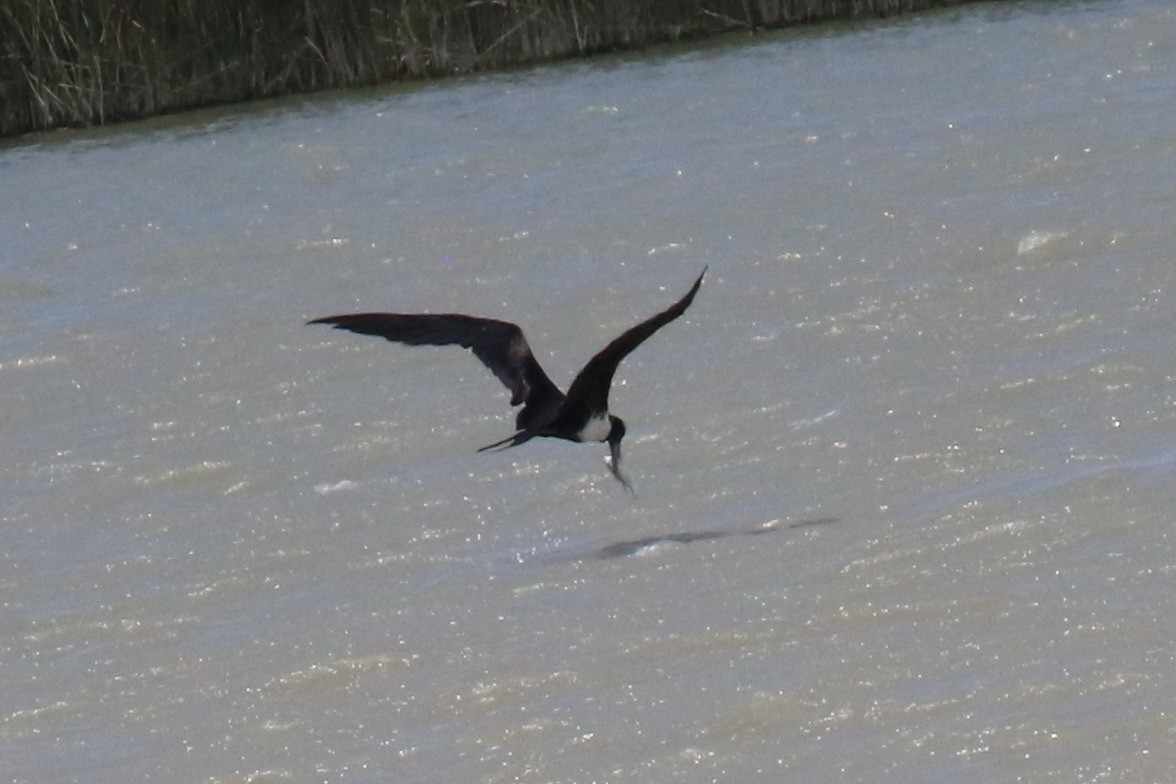 Magnificent Frigatebird - ML67216481