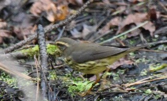 Northern Waterthrush - ML67216561