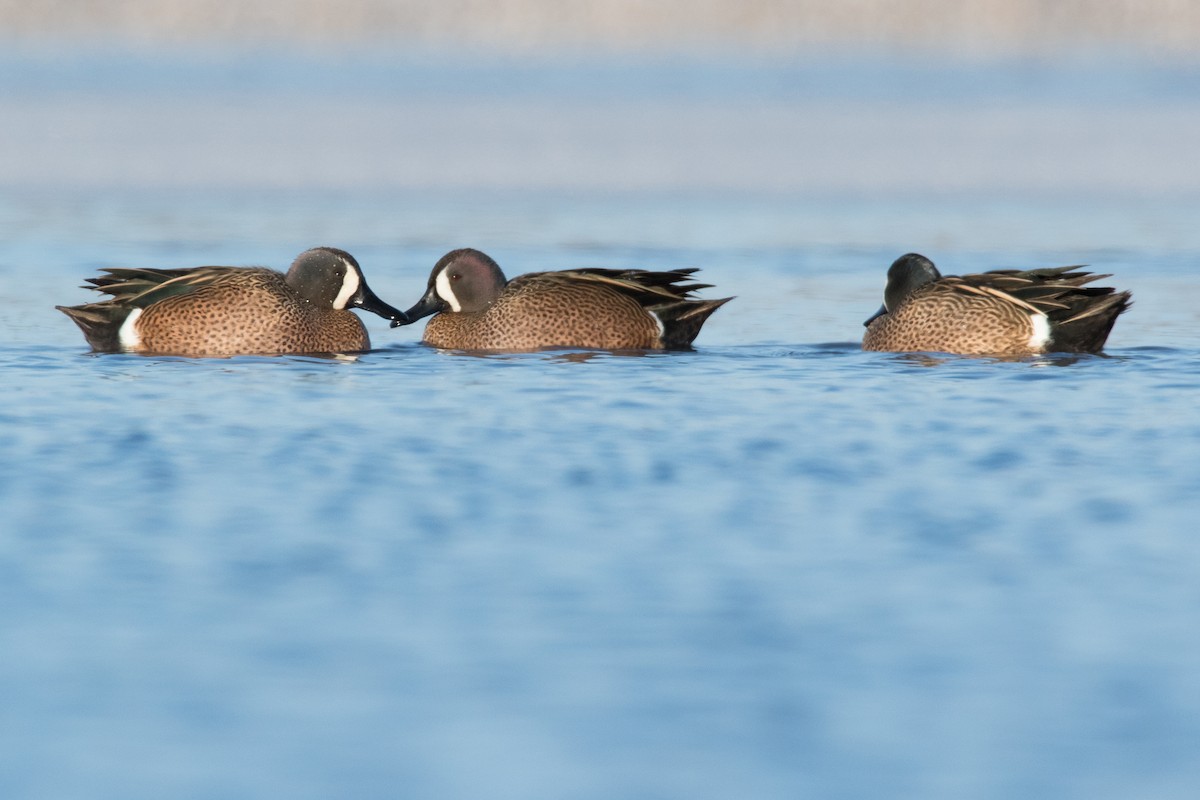 Blue-winged Teal - ML67216801