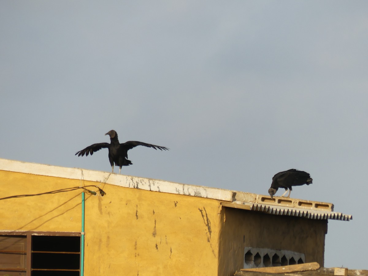 Black Vulture - Estela Quintero-Weldon