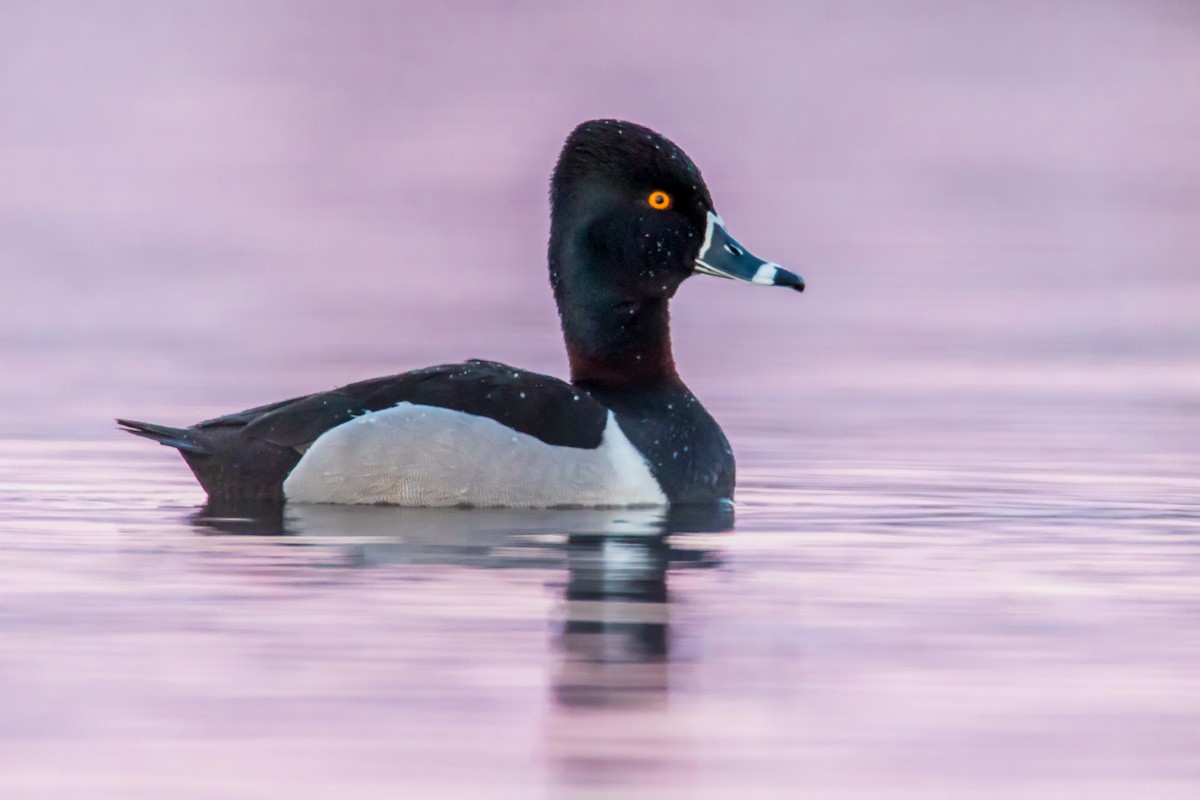 Ring-necked Duck - ML67217201