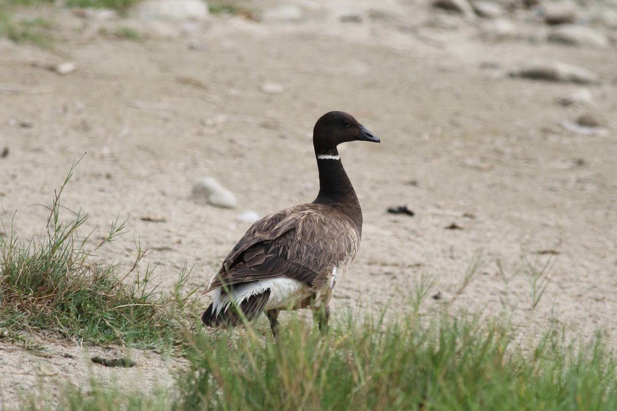 Barnacla Carinegra - ML67219061