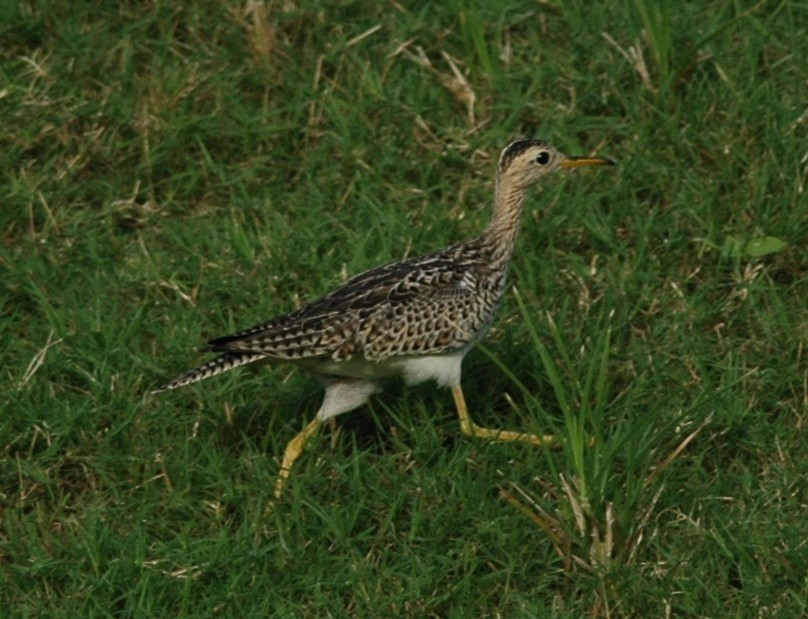 Upland Sandpiper - ML67219201