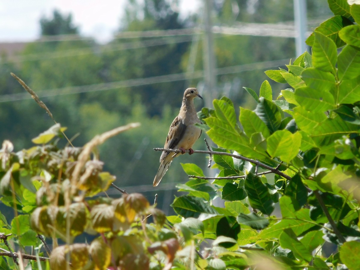 Mourning Dove - William Irwin