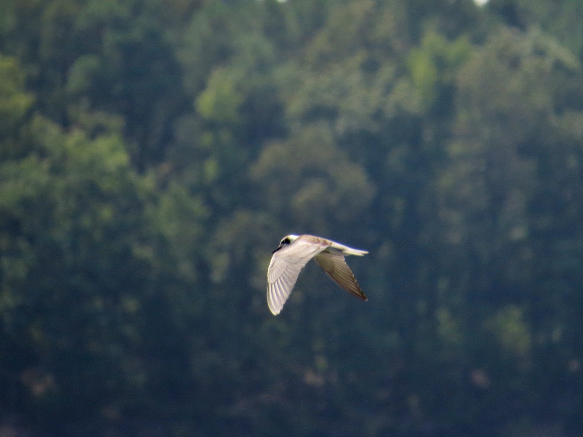 Black Tern - ML67220671