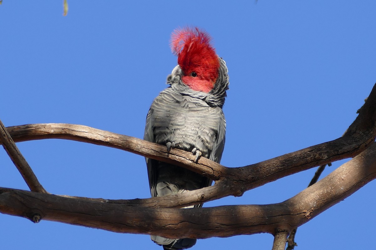 Gang-gang Cockatoo - Mark Robbins