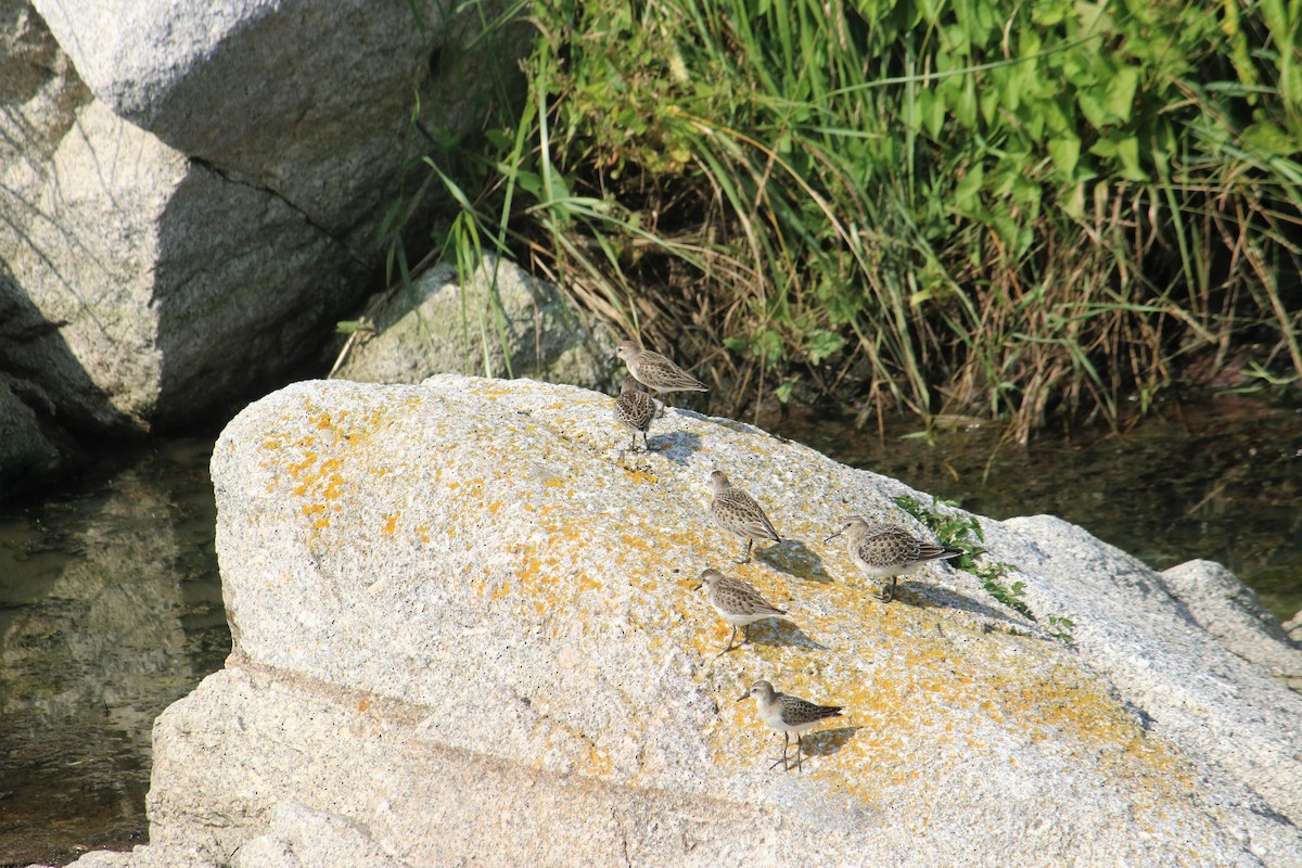 Baird's Sandpiper - ML67225141