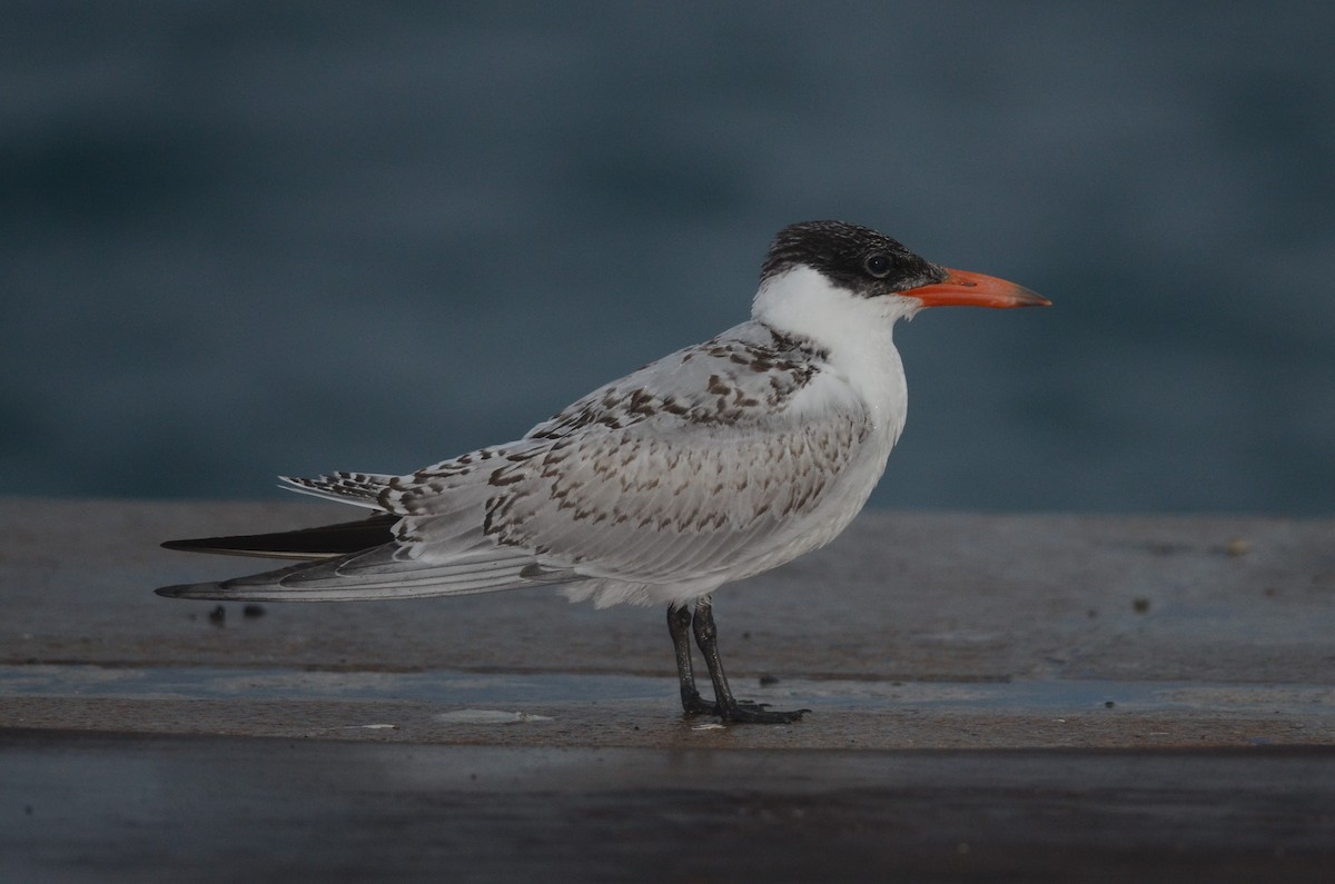 Caspian Tern - ML67226101