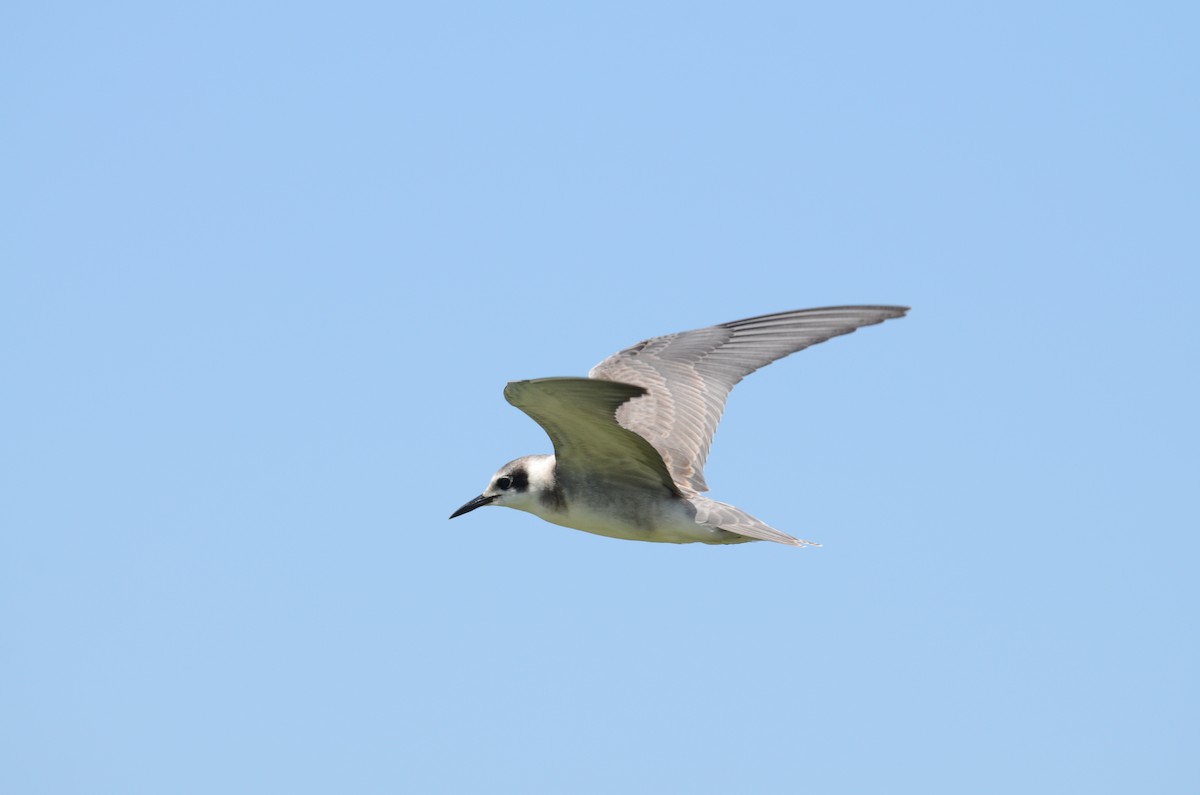 Black Tern - ML67226821