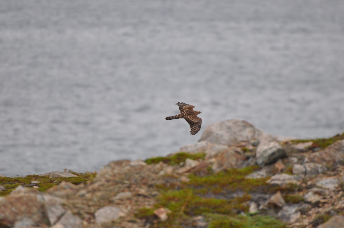 American Goshawk - ML67229751