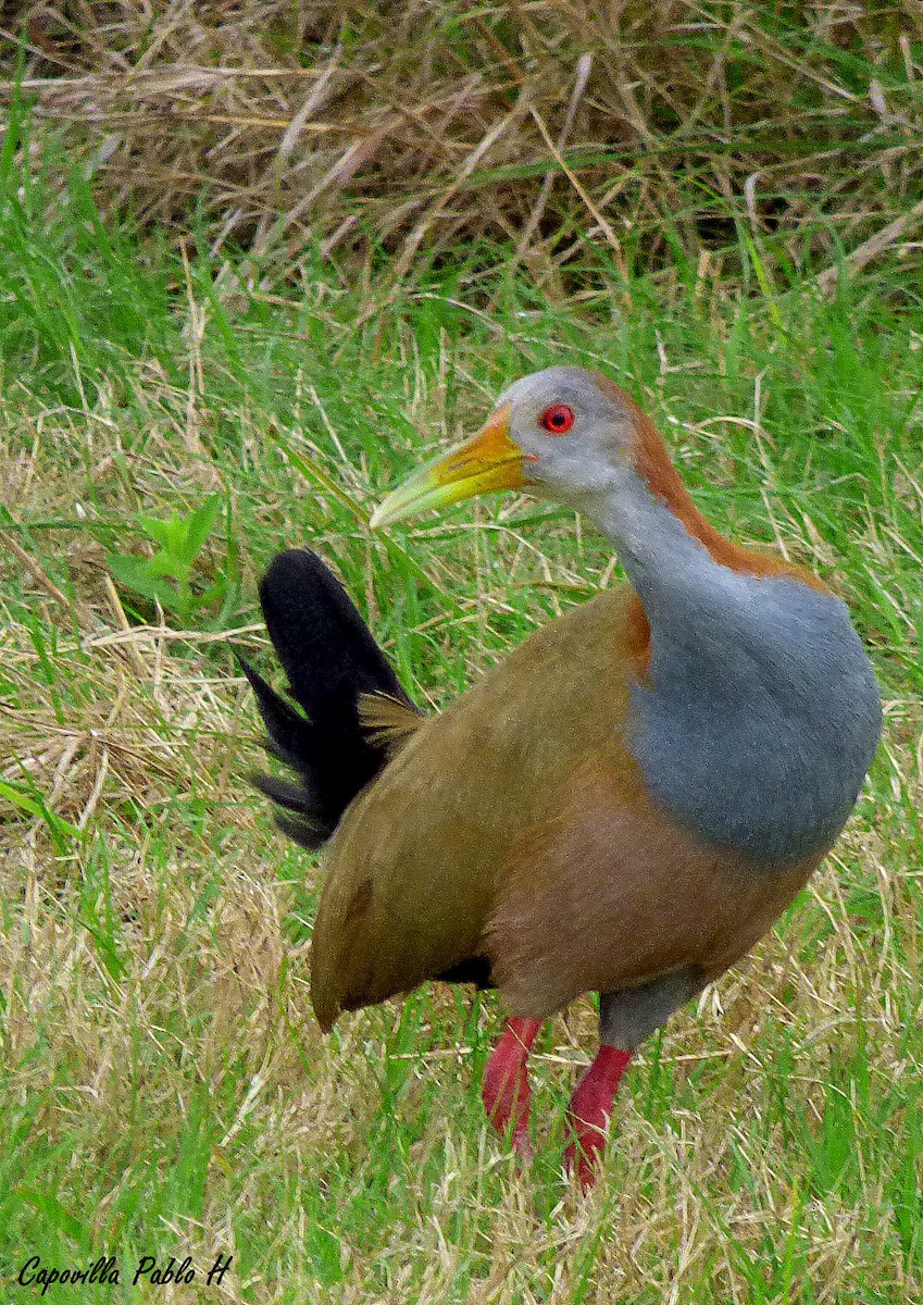 Giant Wood-Rail - ML67233431