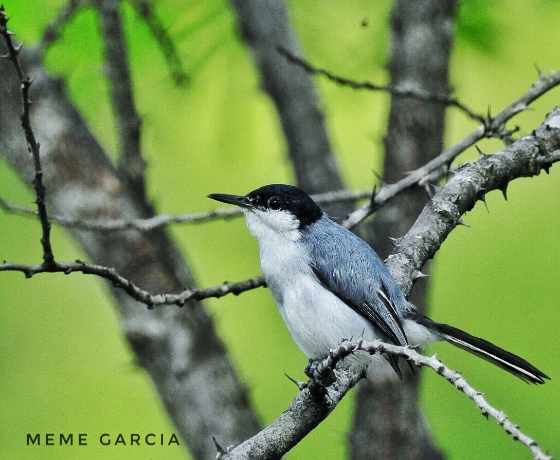 White-lored Gnatcatcher - ML67234651