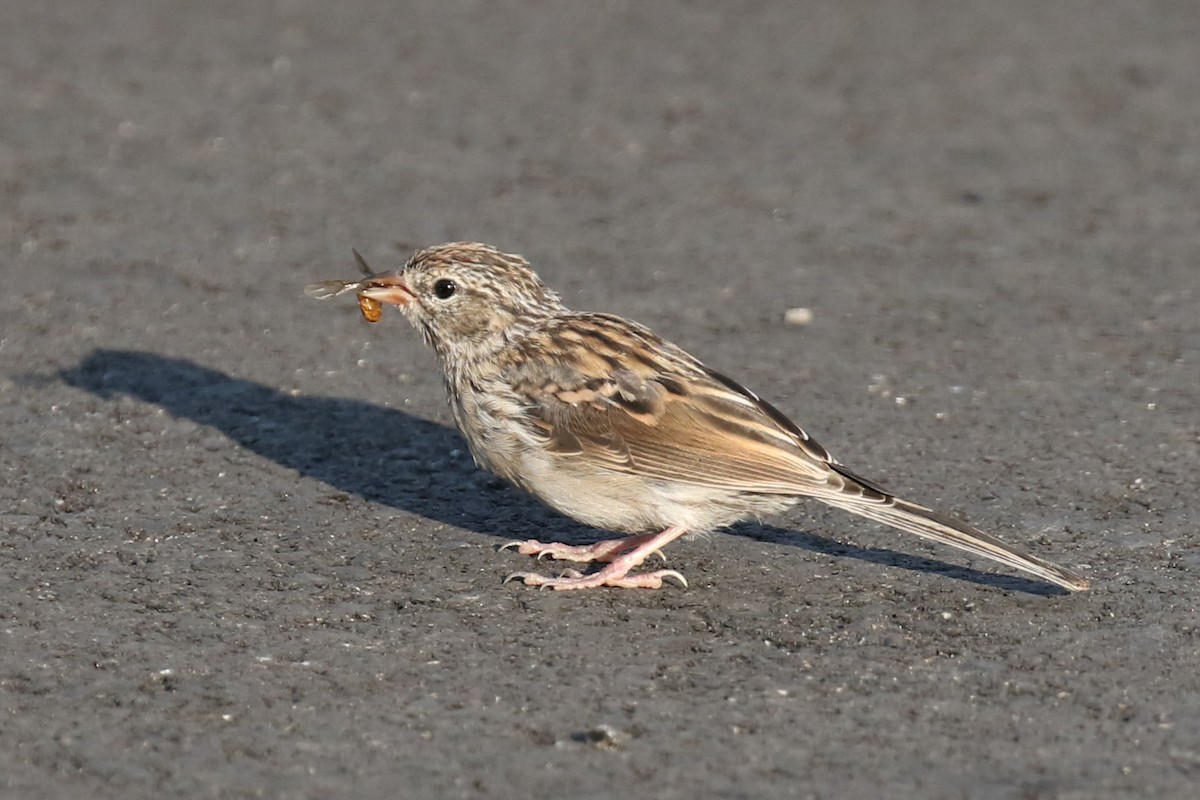 Chipping Sparrow - ML67236031