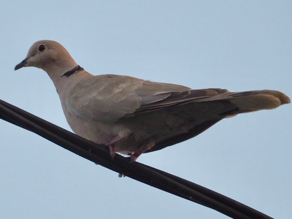 Eurasian Collared-Dove - ML67242661