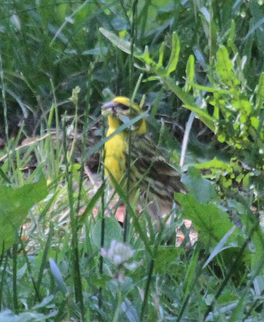 European Serin - Kelli Heindel