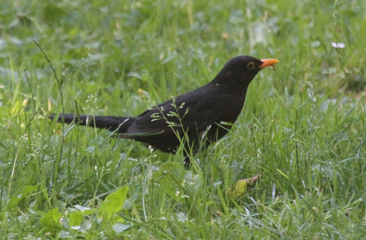 Eurasian Blackbird - Kelli Heindel