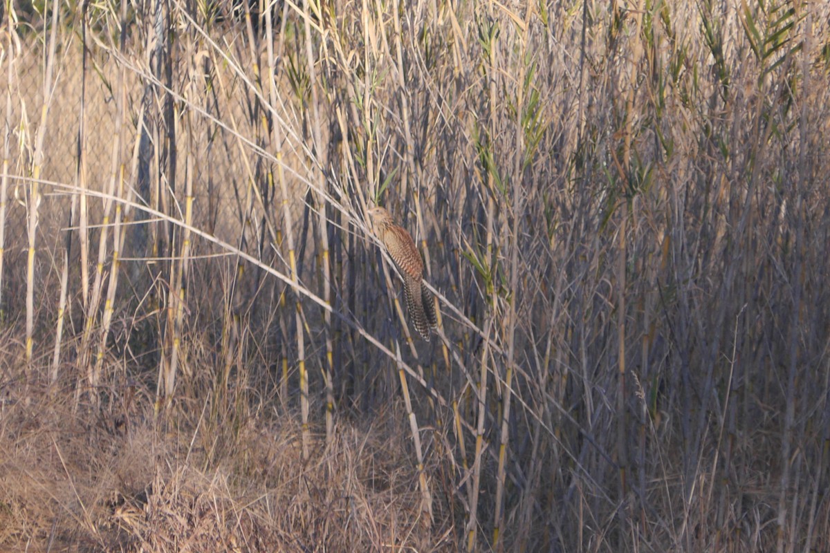 Pheasant Coucal - ML67244271