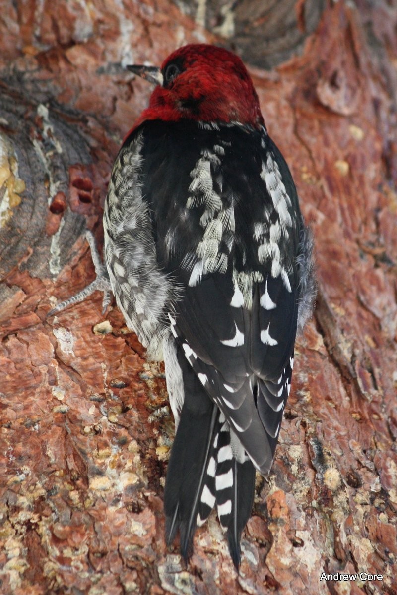 Red-breasted Sapsucker - Andrew Core