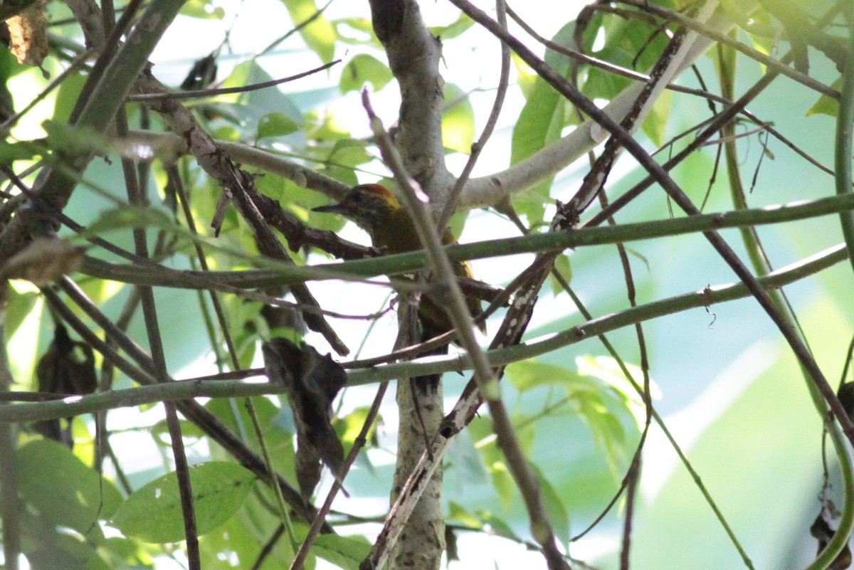 Yellow-eared Woodpecker - ML67245801