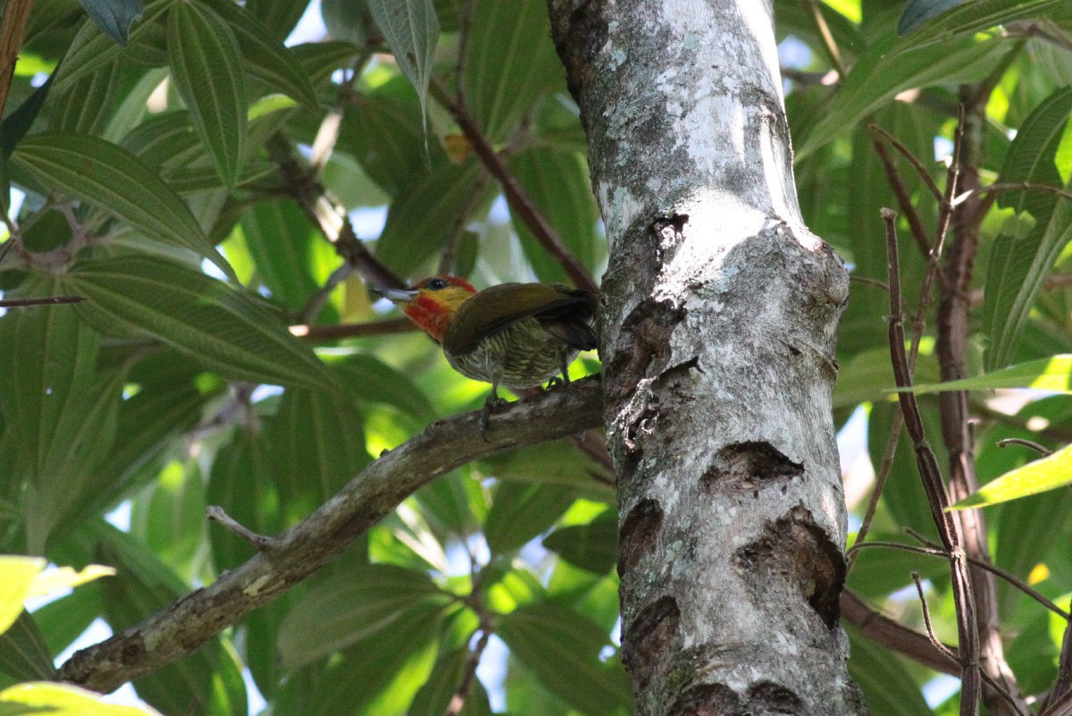 Yellow-throated Woodpecker - ML67245831