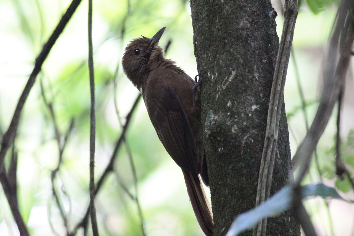 Plain-winged Woodcreeper - ML67245941