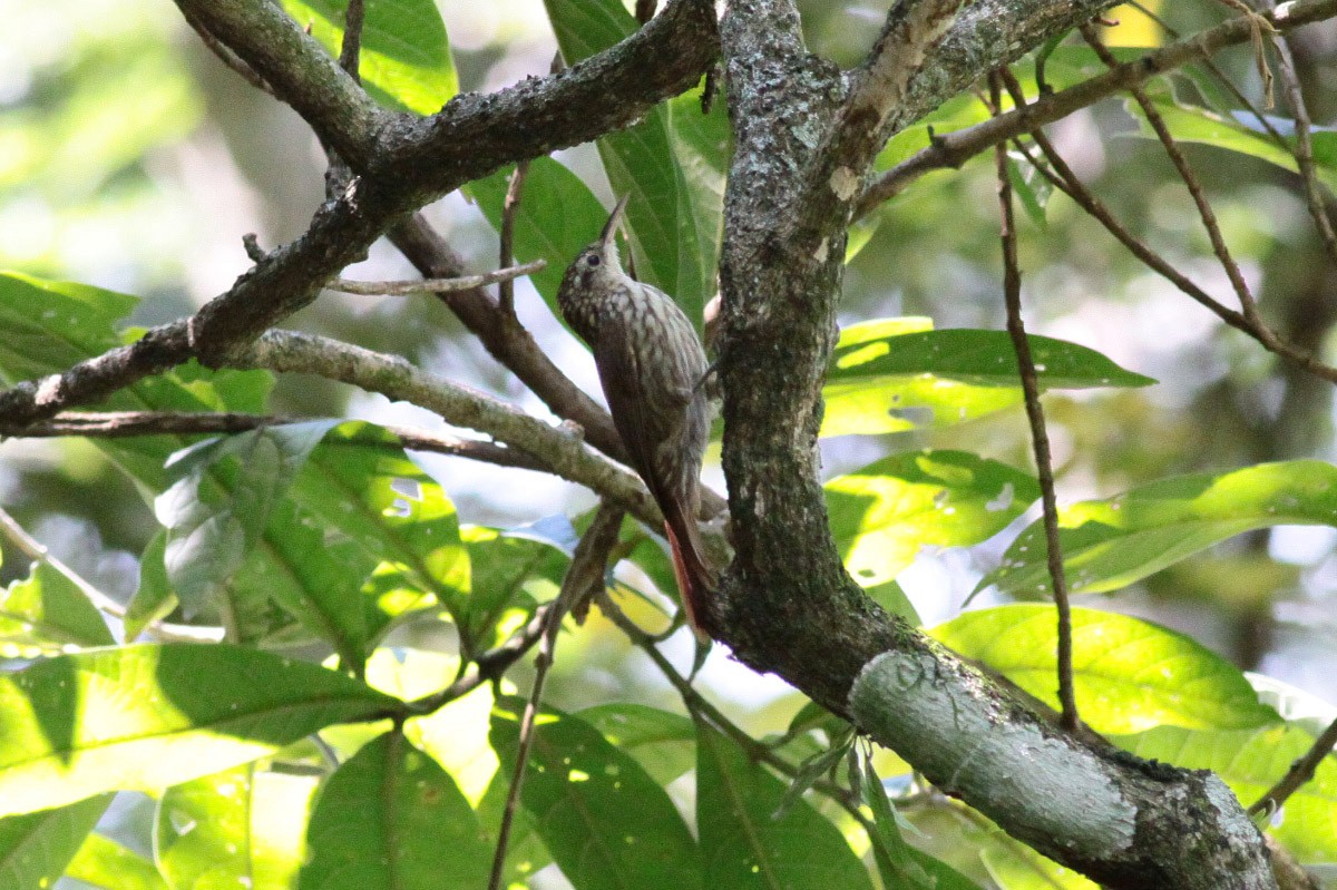 Scaled Woodcreeper - Michael Todd