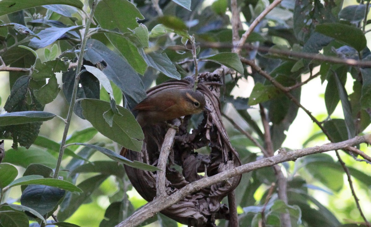 Ochre-breasted Foliage-gleaner - Michael Todd