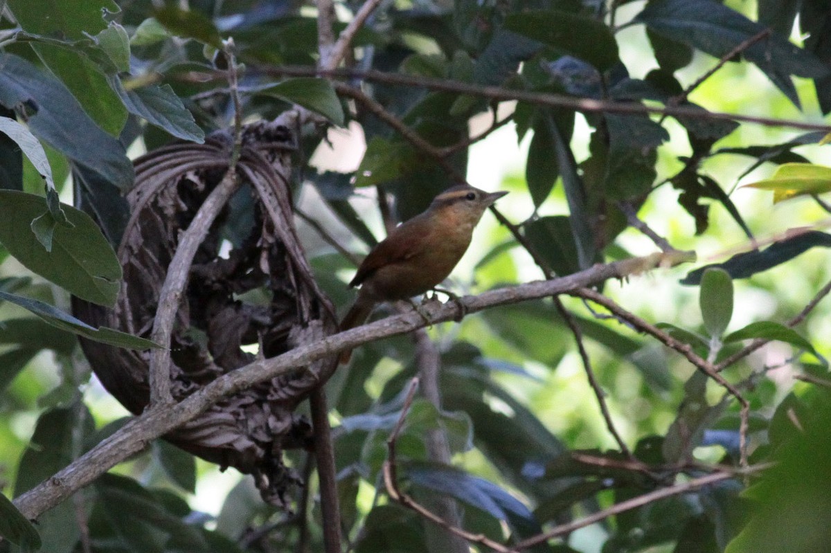 Ochre-breasted Foliage-gleaner - ML67246011