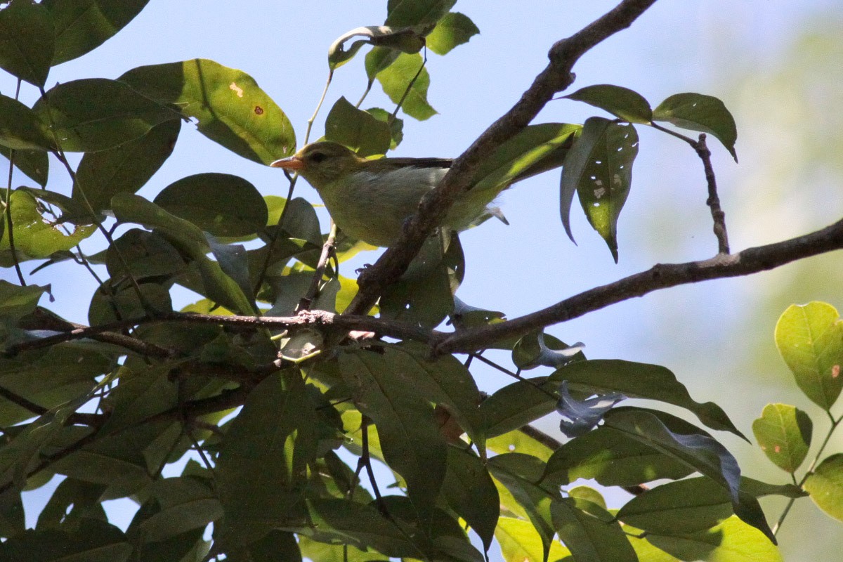 Rufous-headed Tanager - Michael Todd