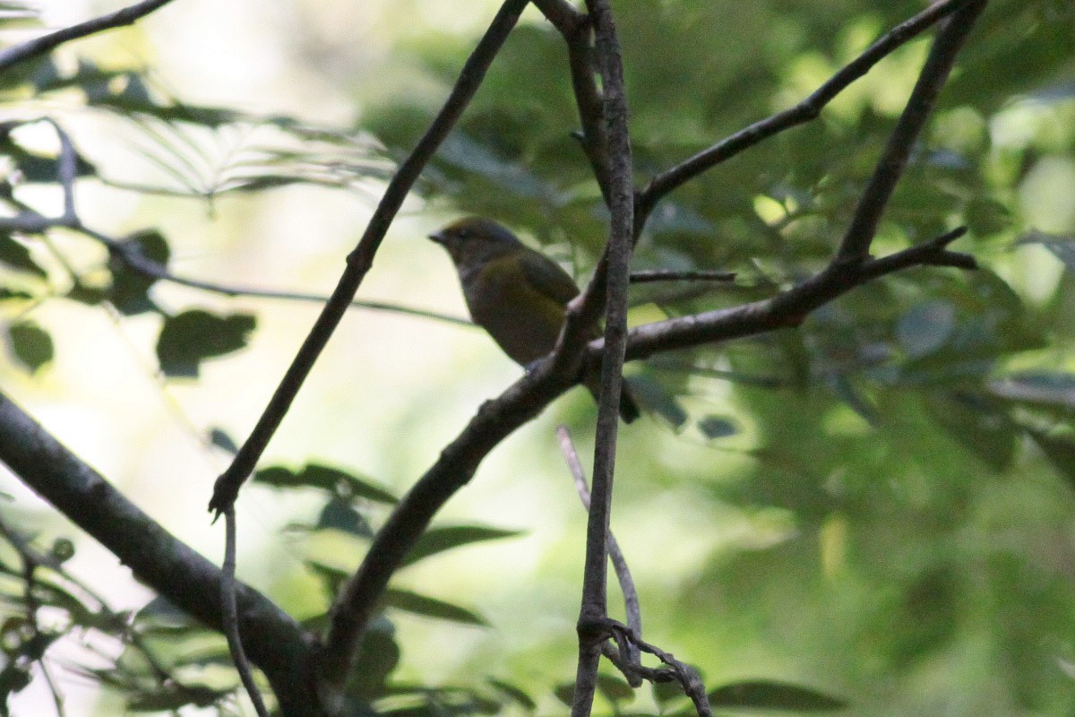 Orange-bellied Euphonia - ML67246191