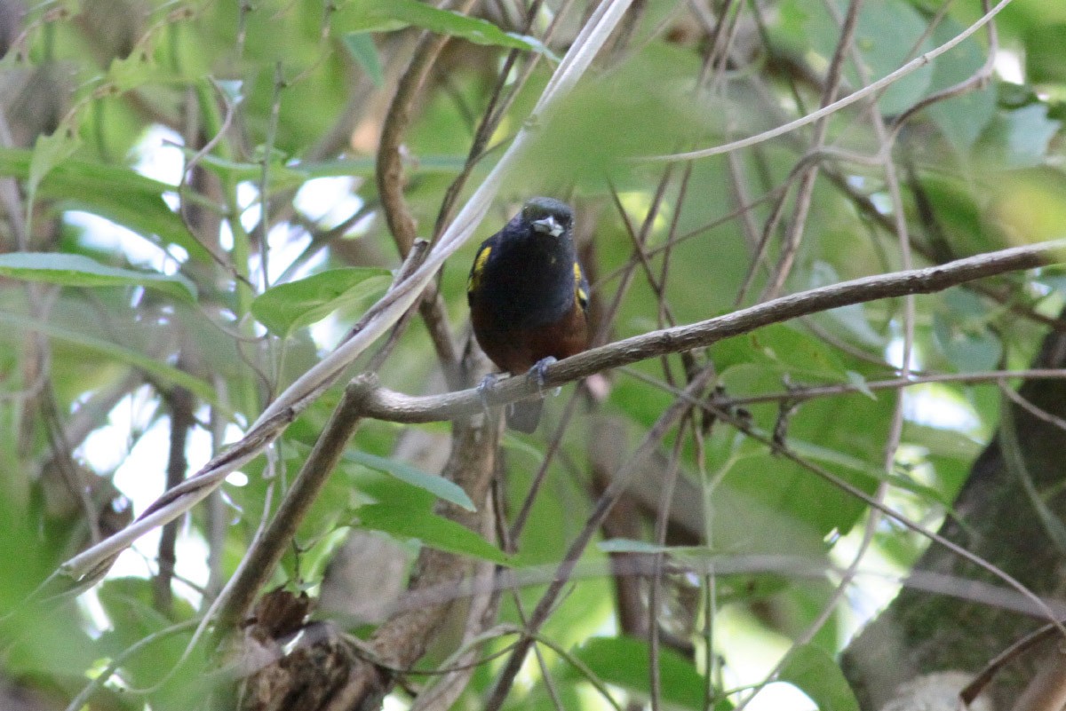 Chestnut-bellied Euphonia - ML67246201