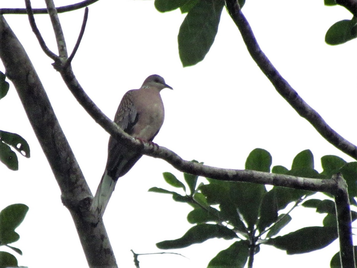 Spotted Dove - ML67246341