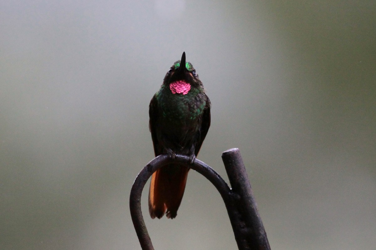 Colibrí Colirrojo - ML67246591