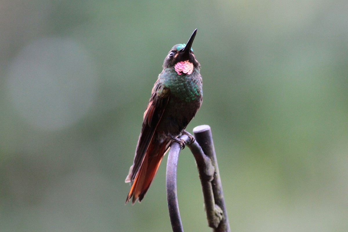 Colibrí Colirrojo - ML67246601