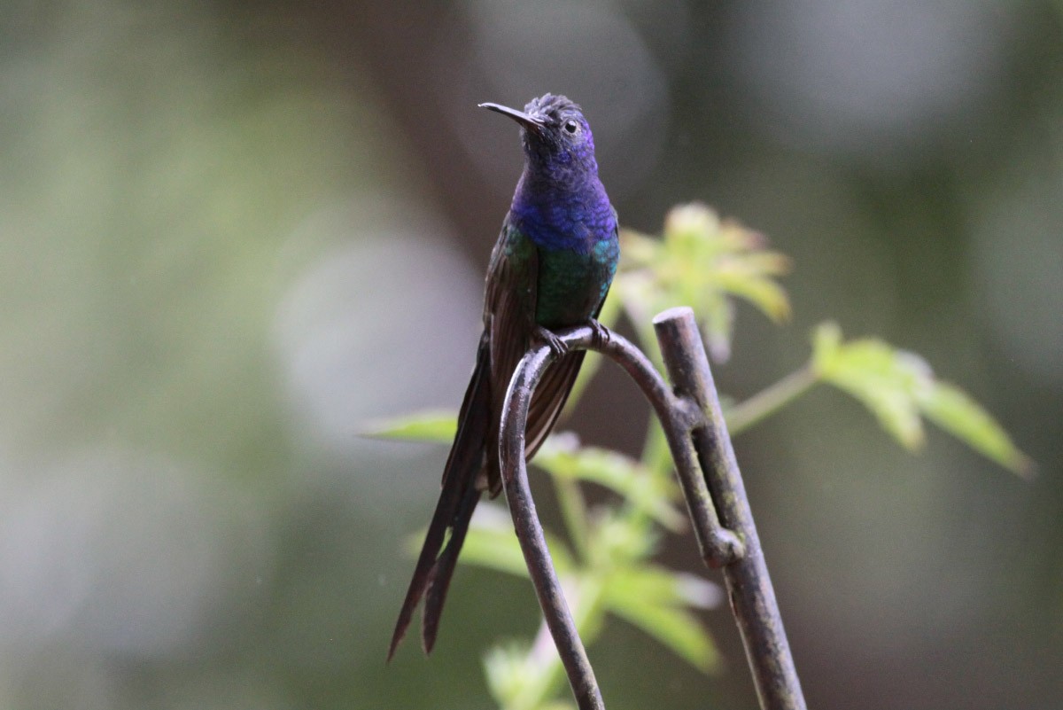 Swallow-tailed Hummingbird - Michael Todd