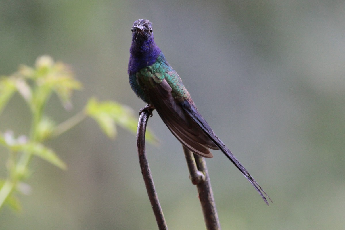 Colibrí Golondrina - ML67246641