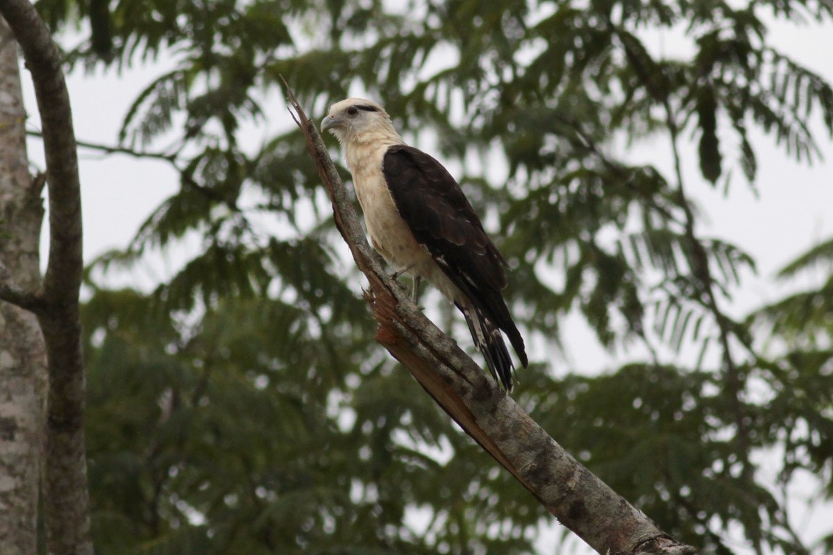 Yellow-headed Caracara - ML67246701