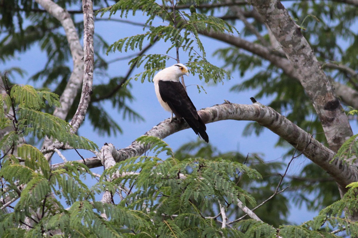 Yellow-headed Caracara - Michael Todd