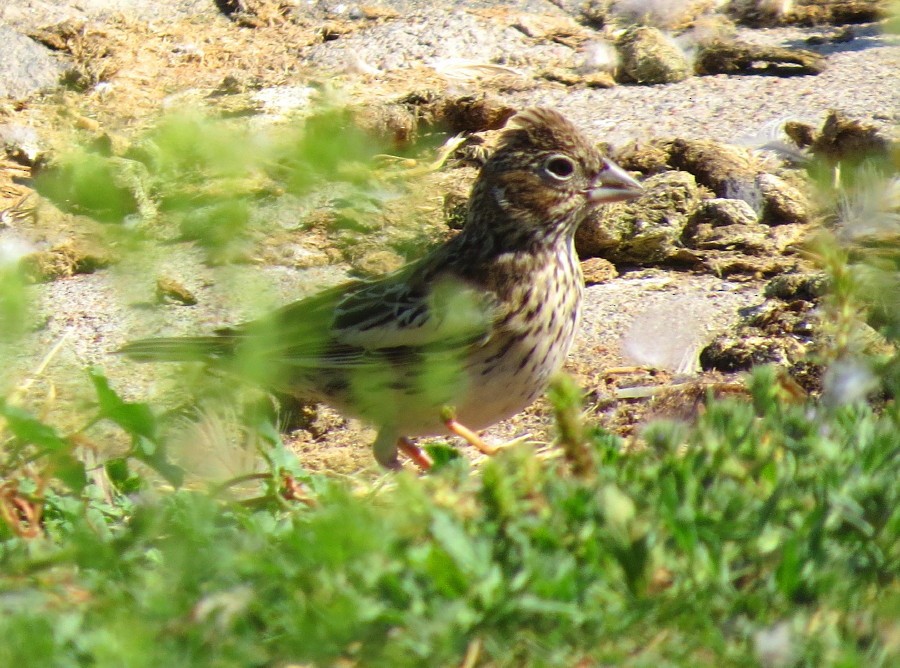 Lark Bunting - ML67246941