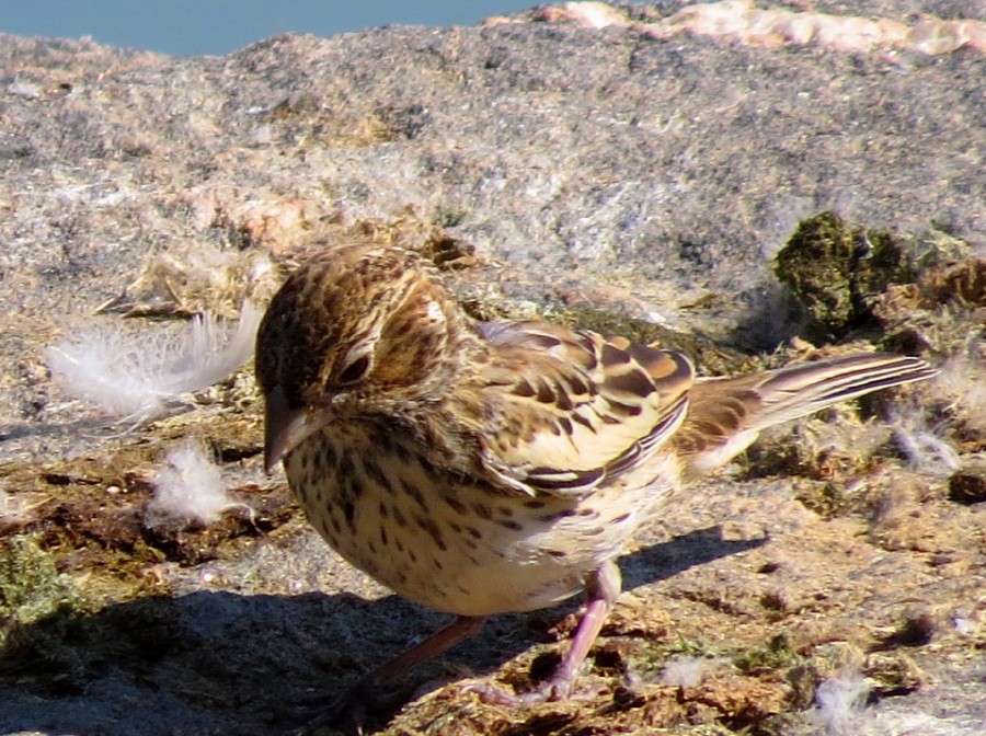 Lark Bunting - ML67246951