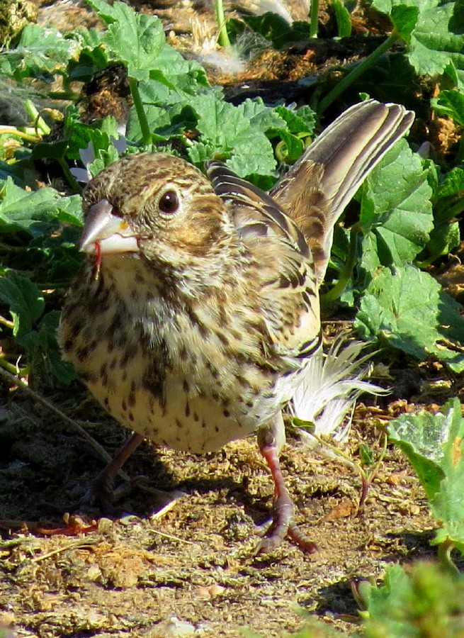 Lark Bunting - ML67247011