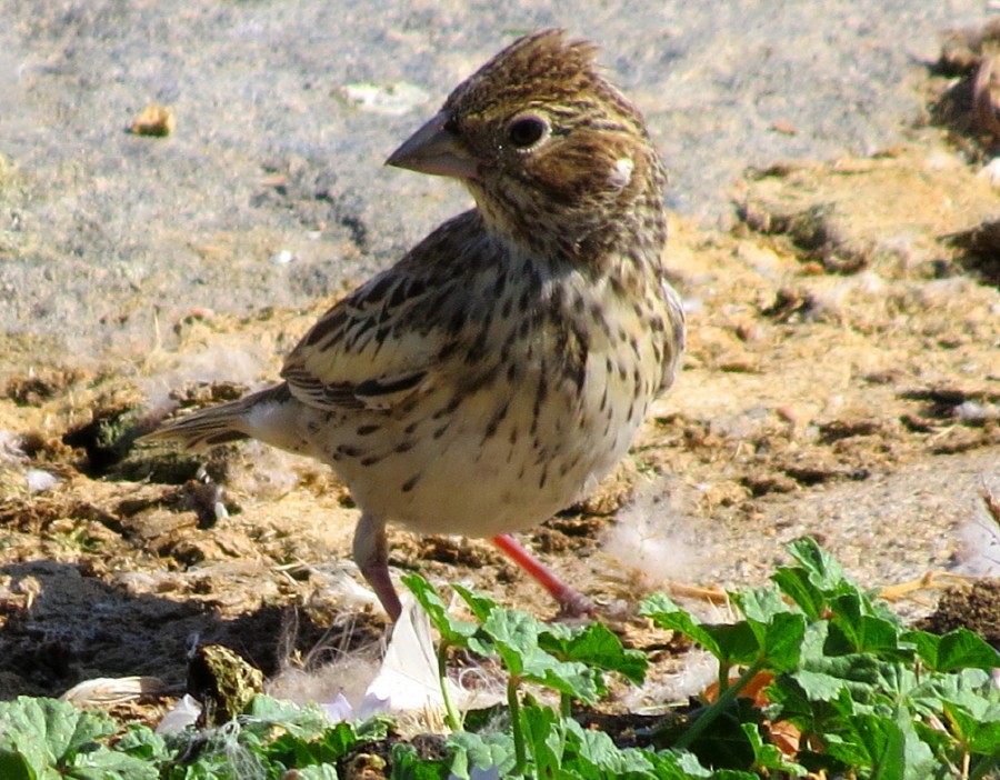 Lark Bunting - ML67247021