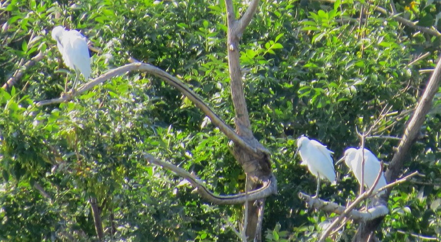 Snowy Egret - Patrick O'Driscoll