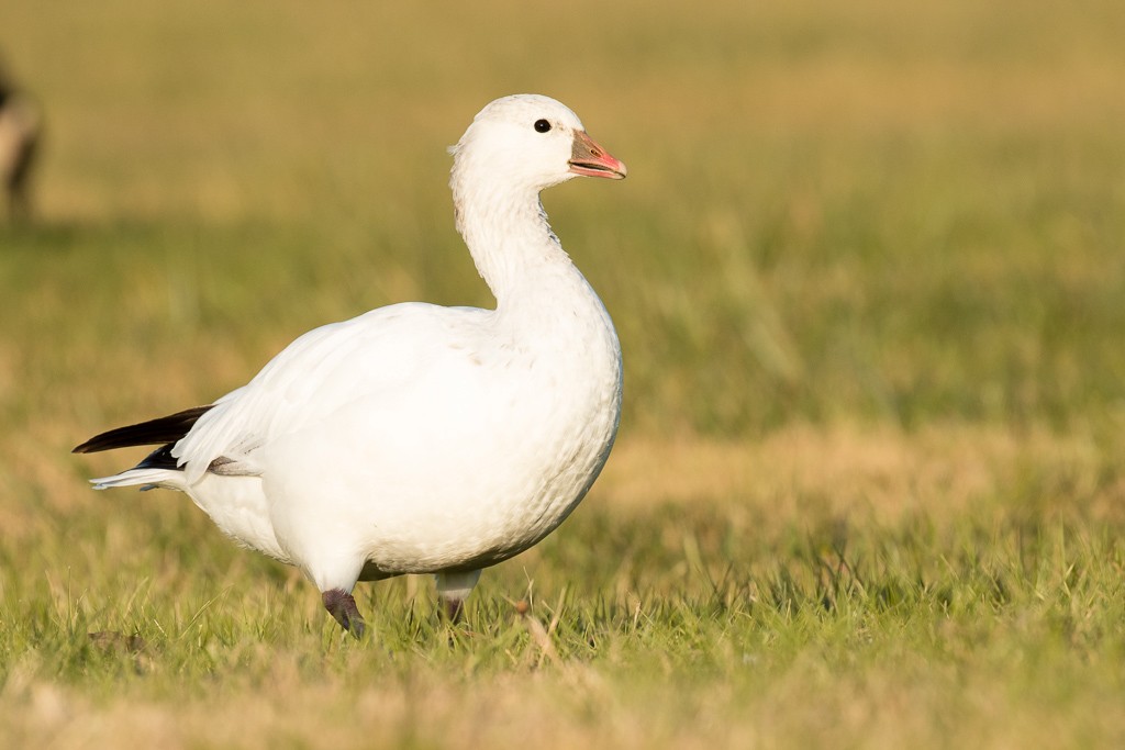 Ross's Goose - ML67249151