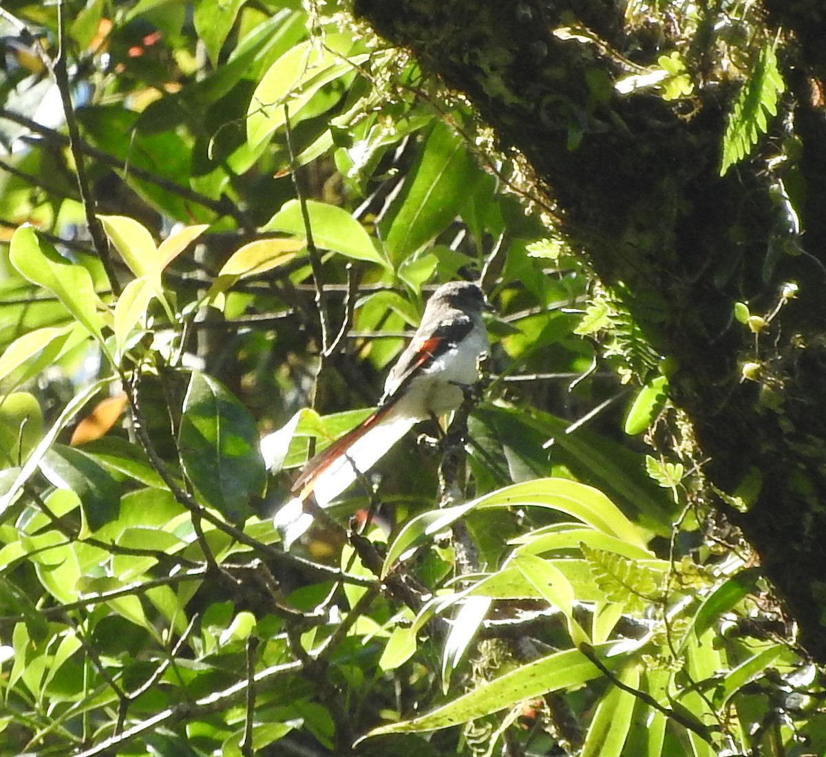 Minivet de Flores - ML67249291