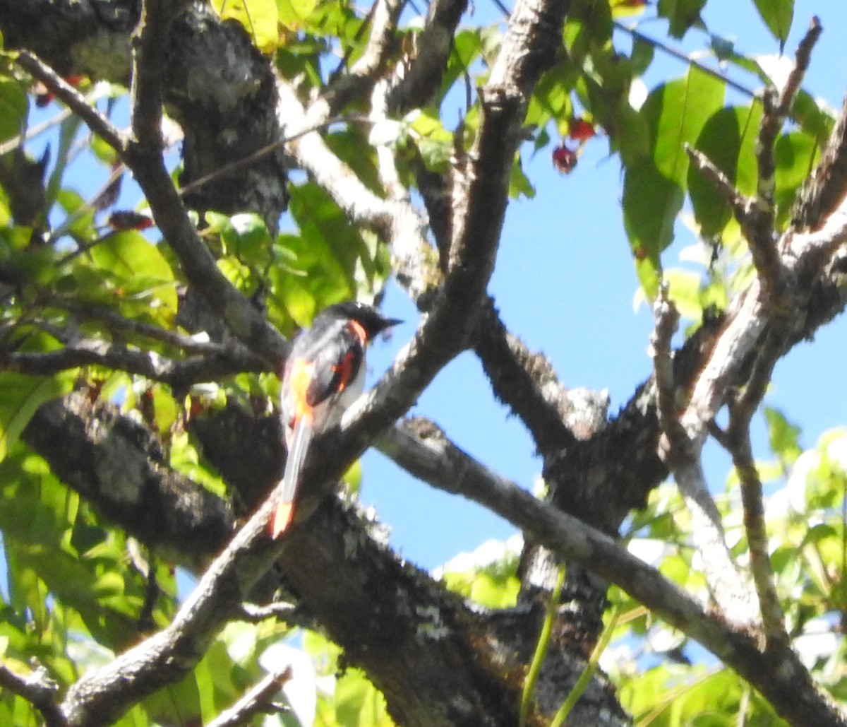 Minivet de Flores - ML67249301