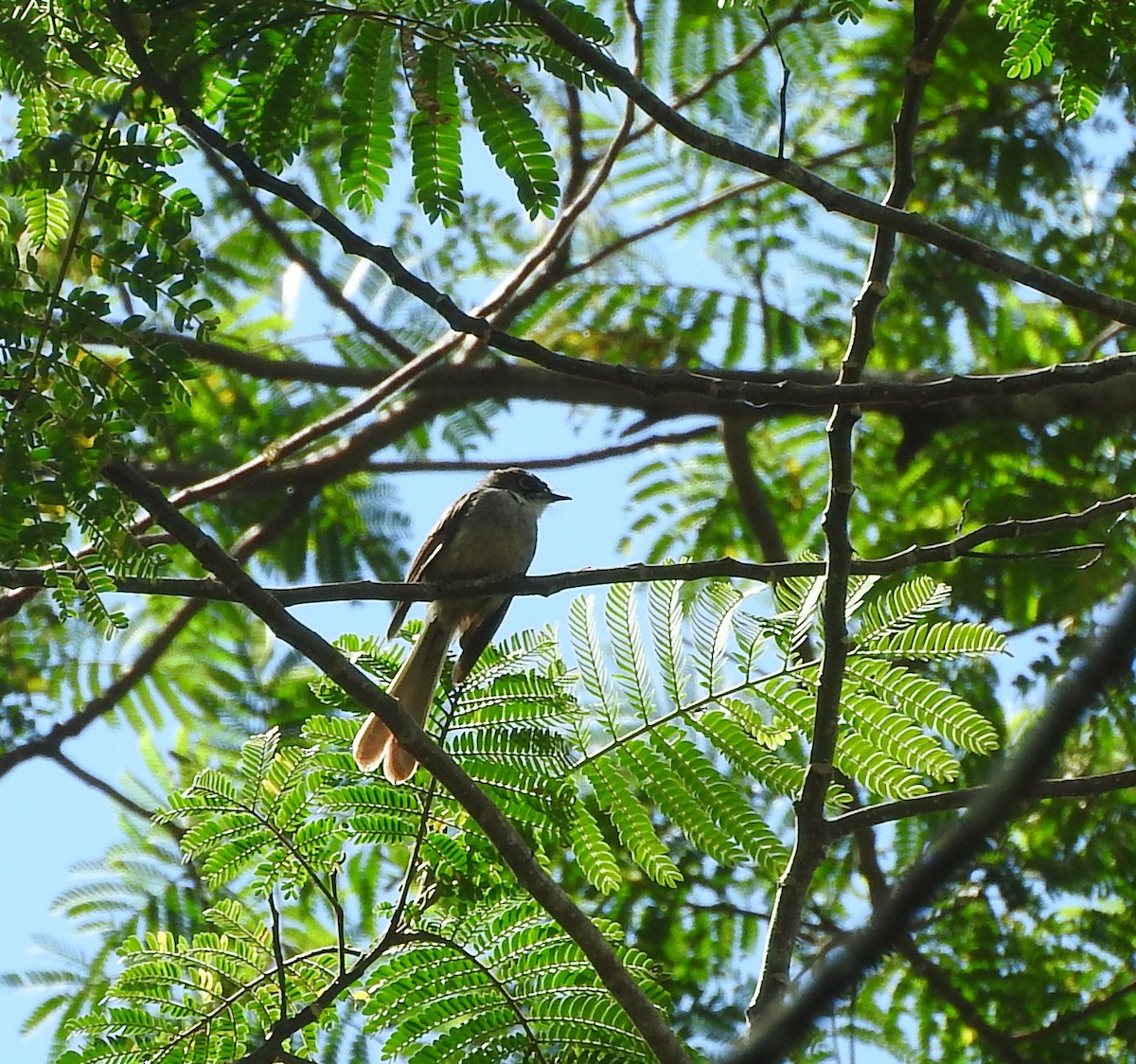 Brown-capped Fantail - ML67249461