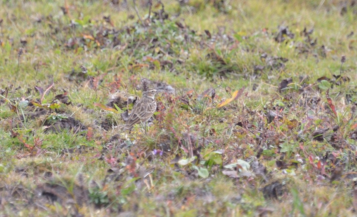 Eurasian Skylark - ML67249731