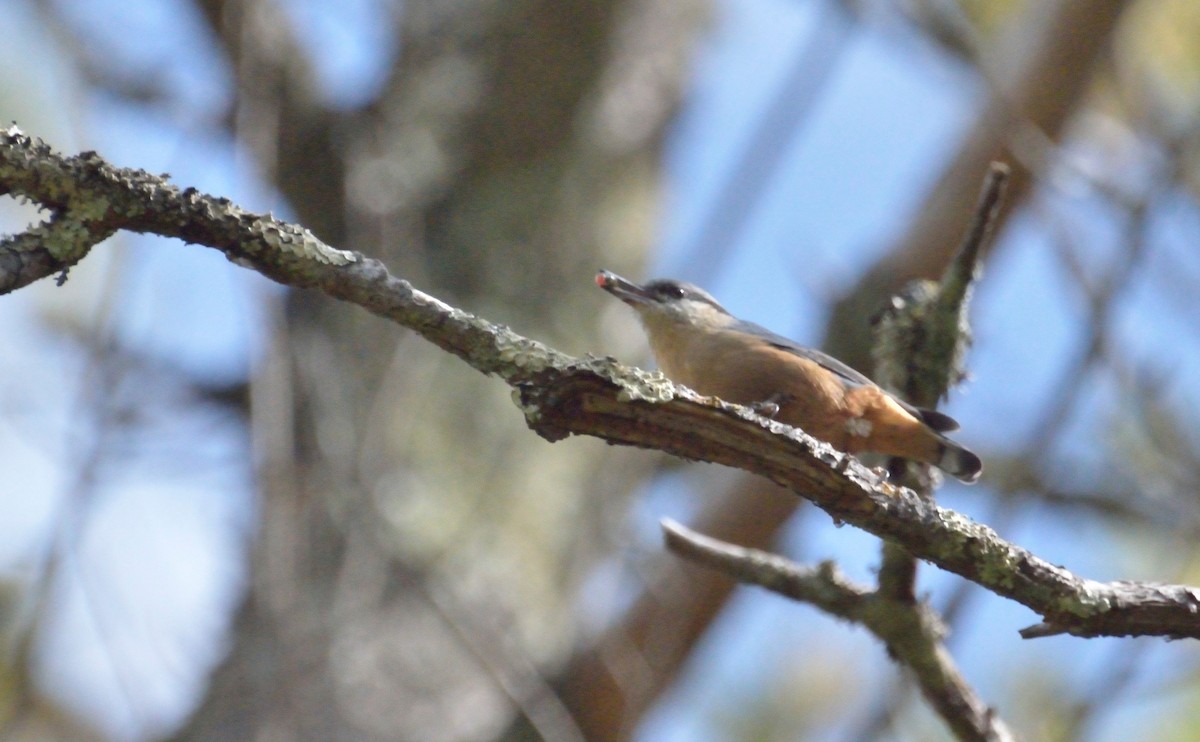 Kaşmir Sıvacısı - ML67250021